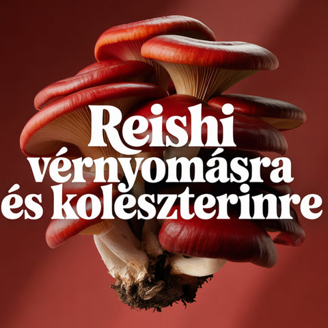 3 csomag Reishi prémium 1 darab áráért